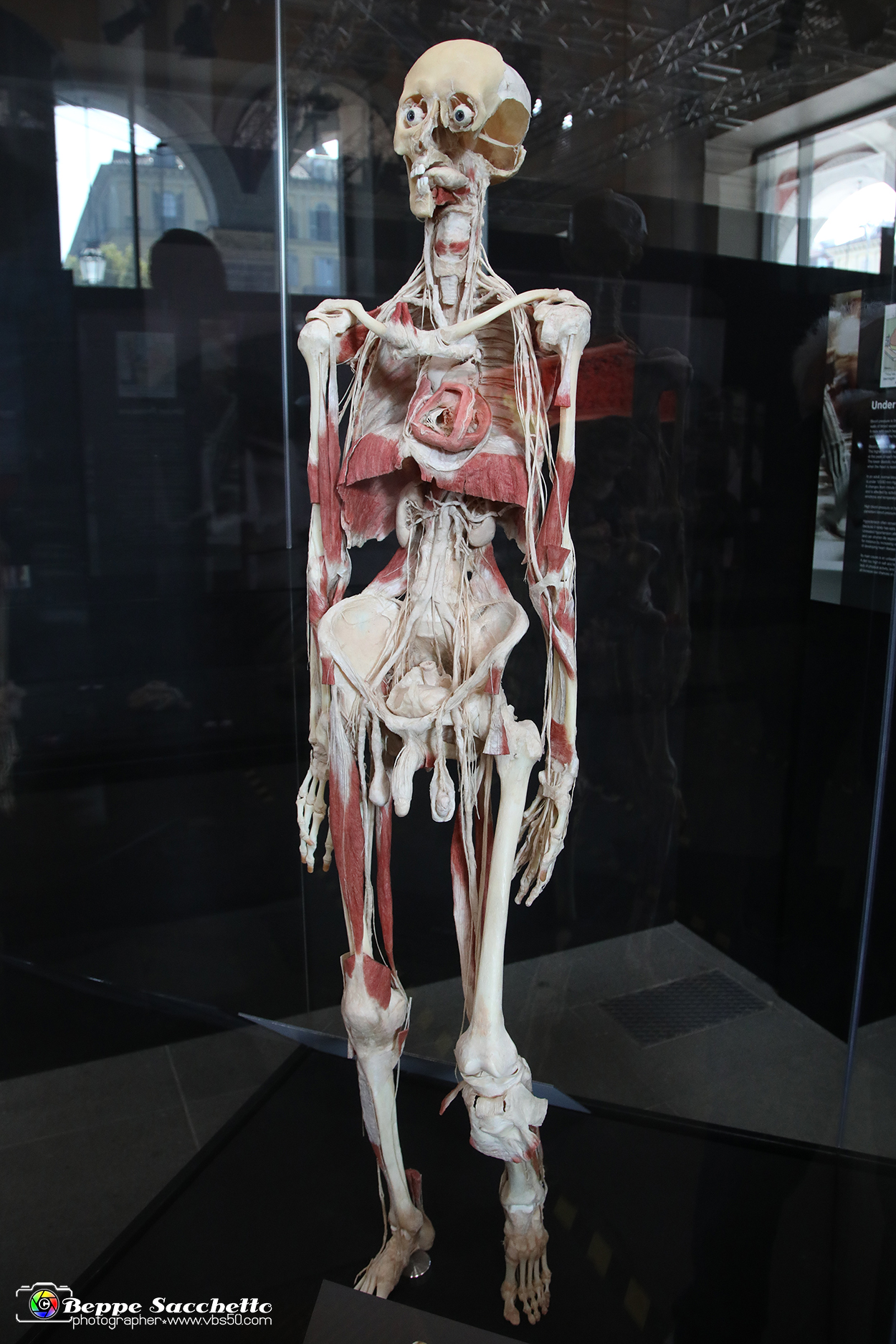 VBS_2835 - Mostra Body Worlds.jpg